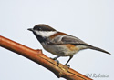 Parus rufescens